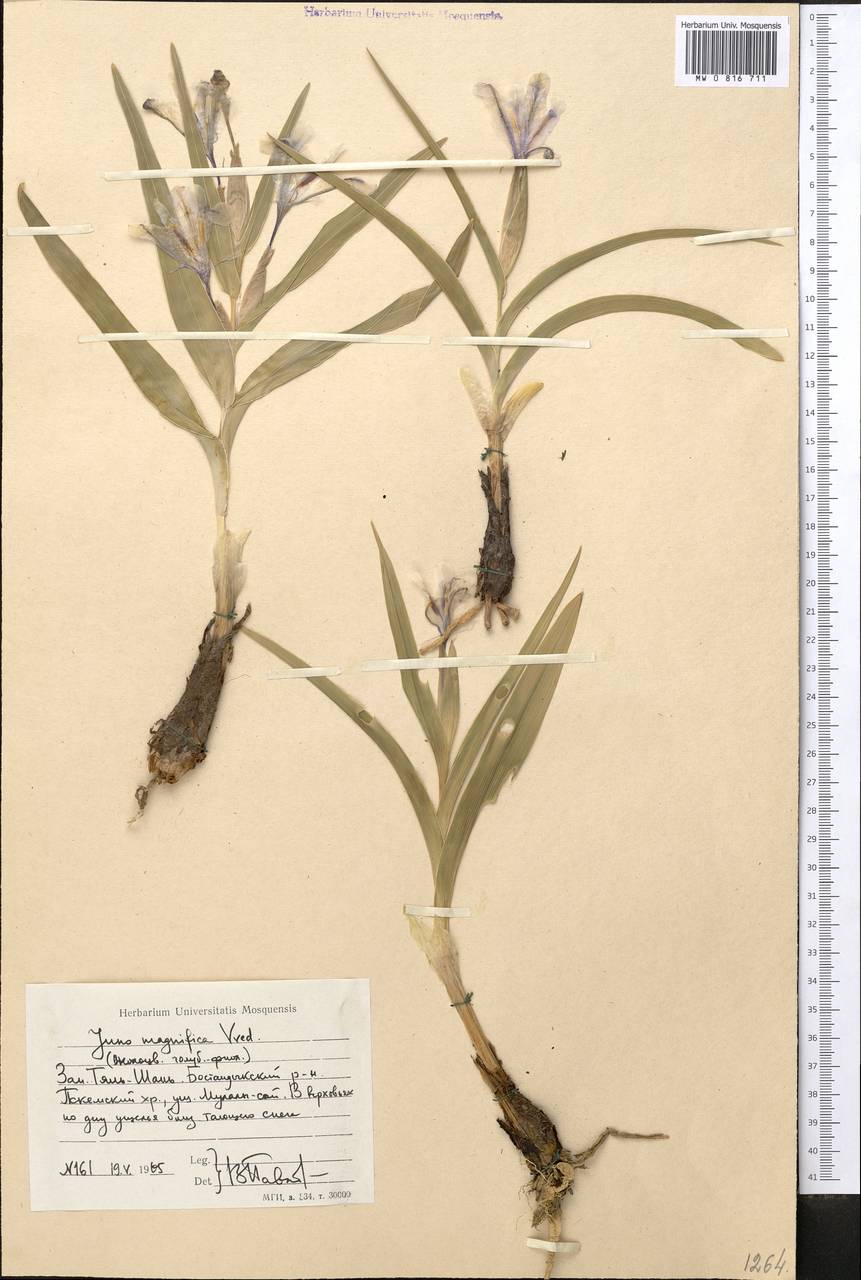 Iris magnifica Vved., Средняя Азия и Казахстан, Западный Тянь-Шань и Каратау (M3) (Узбекистан)