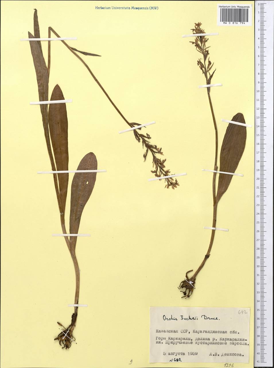 Dactylorhiza maculata subsp. fuchsii (Druce) Hyl., Средняя Азия и Казахстан, Муюнкумы, Прибалхашье и Бетпак-Дала (M9) (Казахстан)