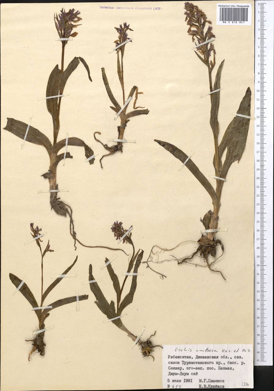 Dactylorhiza incarnata subsp. cilicica (Klinge) H.Sund., Средняя Азия и Казахстан, Памир и Памиро-Алай (M2) (Узбекистан)