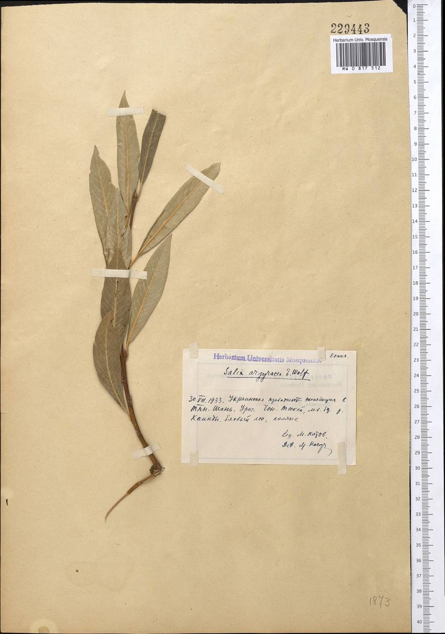 Ива серебристо-белая E. L. Wolf, Средняя Азия и Казахстан, Северный и Центральный Тянь-Шань (M4) (Киргизия)