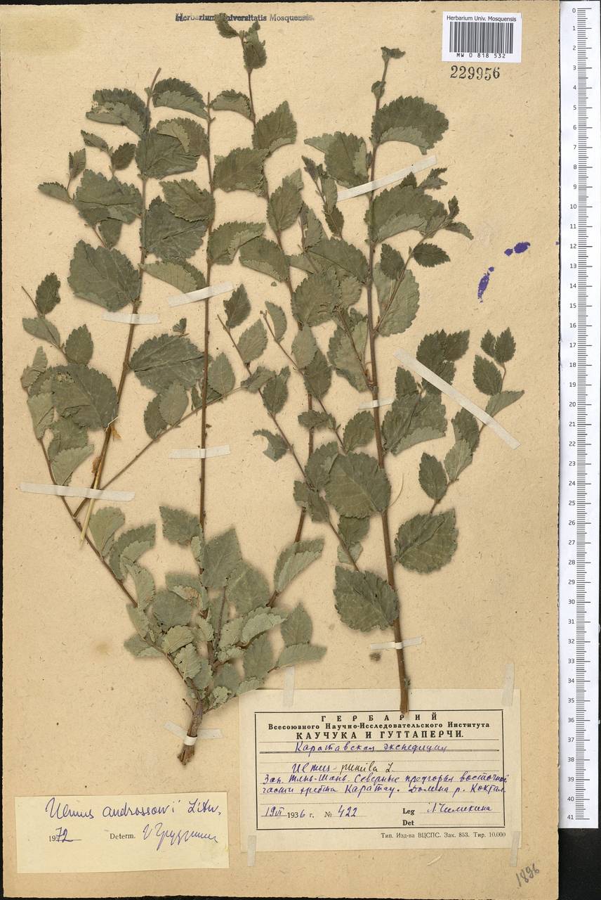 Ulmus × androssowii Litv., Средняя Азия и Казахстан, Западный Тянь-Шань и Каратау (M3) (Казахстан)