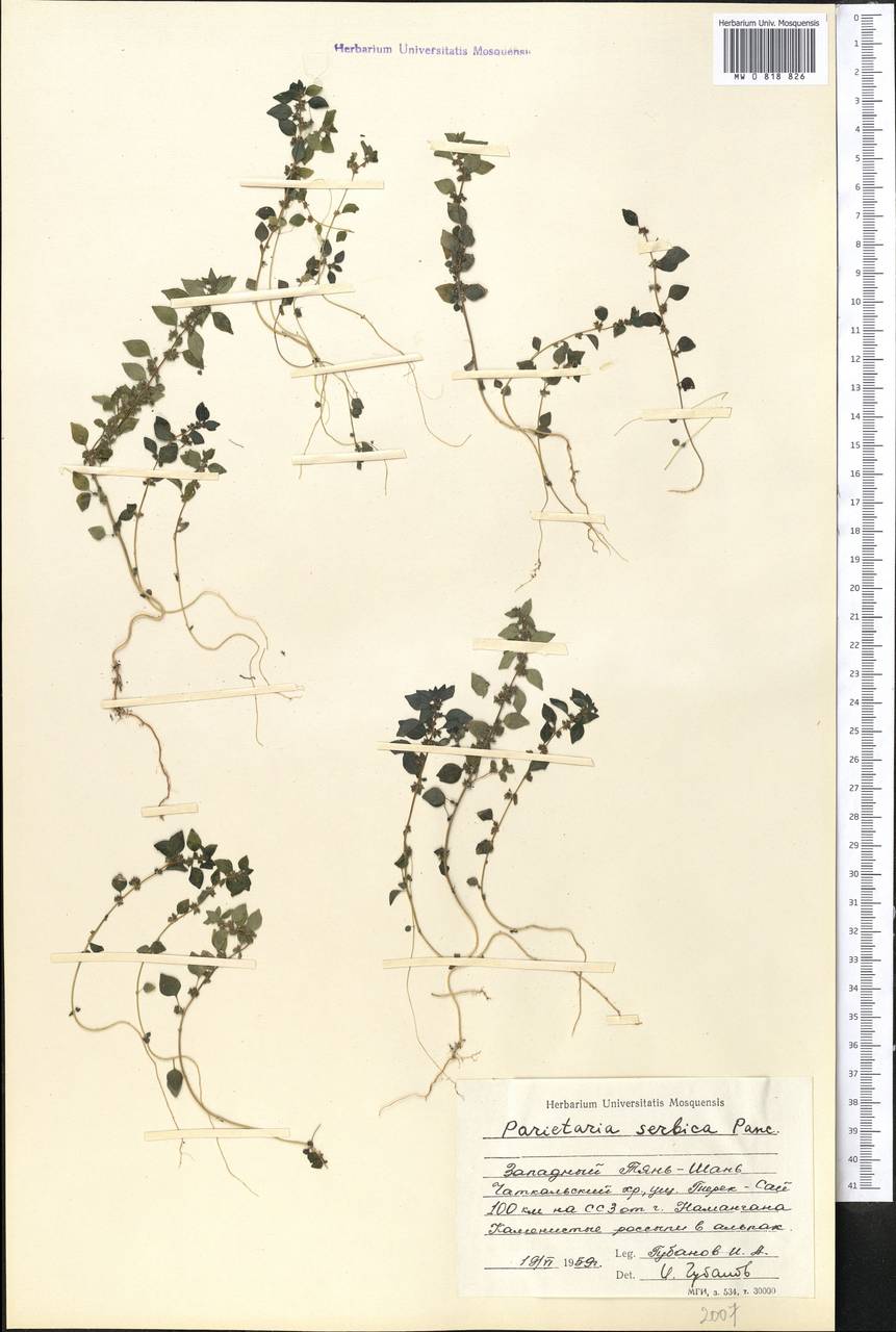 Постенница сербская (Pancic) P. W. Ball, Средняя Азия и Казахстан, Западный Тянь-Шань и Каратау (M3) (Киргизия)