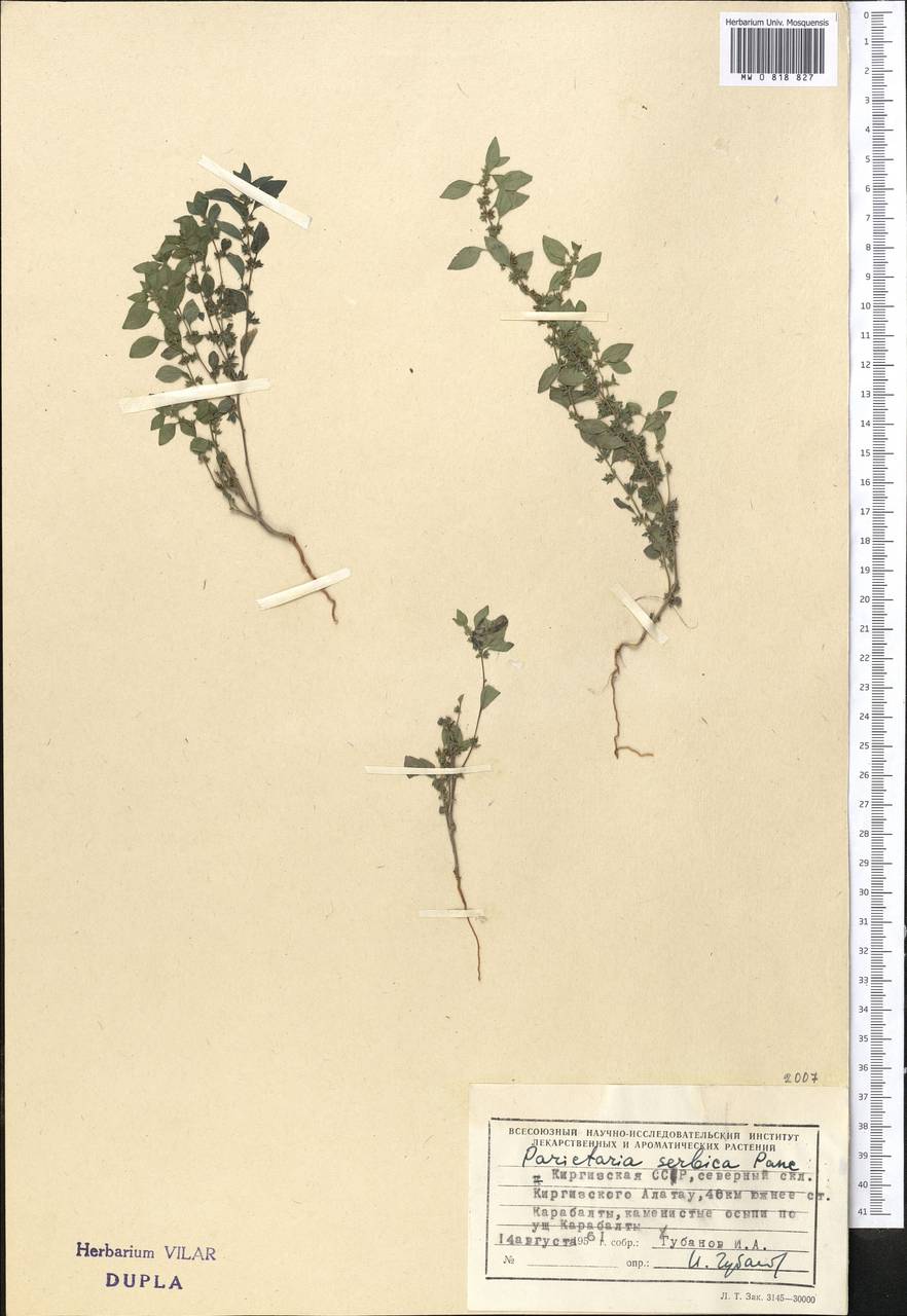 Постенница сербская (Pancic) P. W. Ball, Средняя Азия и Казахстан, Северный и Центральный Тянь-Шань (M4) (Киргизия)
