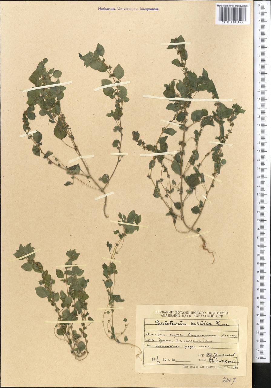 Постенница сербская (Pancic) P. W. Ball, Средняя Азия и Казахстан, Джунгарский Алатау и Тарбагатай (M5) (Казахстан)