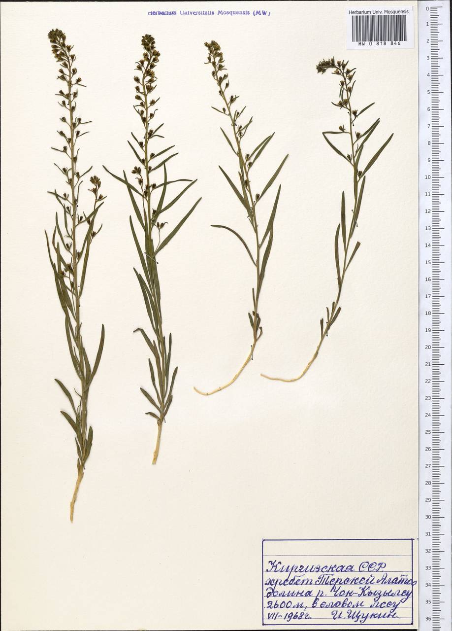 Ленец алатавский Kar. & Kir., Средняя Азия и Казахстан, Северный и Центральный Тянь-Шань (M4) (Киргизия)