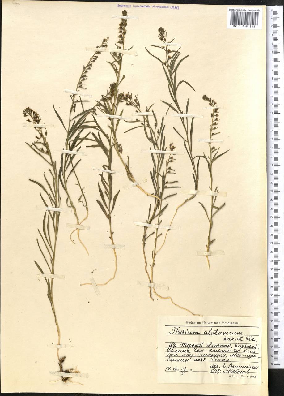 Ленец алатавский Kar. & Kir., Средняя Азия и Казахстан, Северный и Центральный Тянь-Шань (M4) (Киргизия)