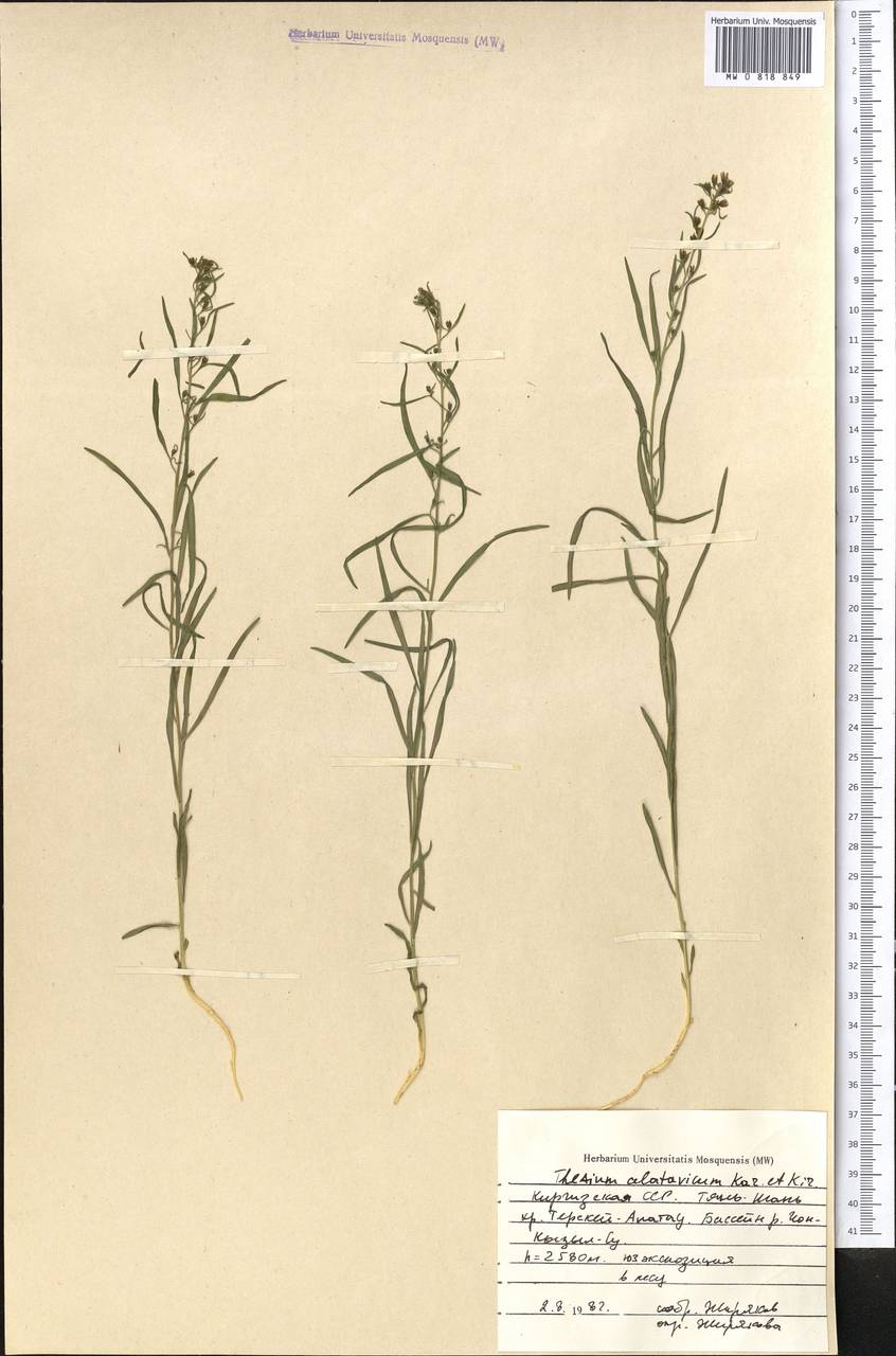 Ленец алатавский Kar. & Kir., Средняя Азия и Казахстан, Северный и Центральный Тянь-Шань (M4) (Киргизия)