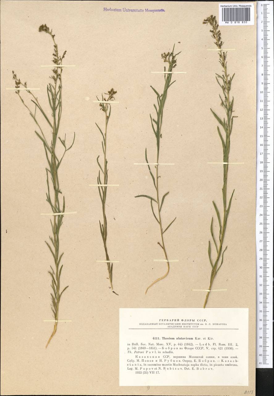 Ленец алатавский Kar. & Kir., Средняя Азия и Казахстан, Северный и Центральный Тянь-Шань (M4) (Казахстан)