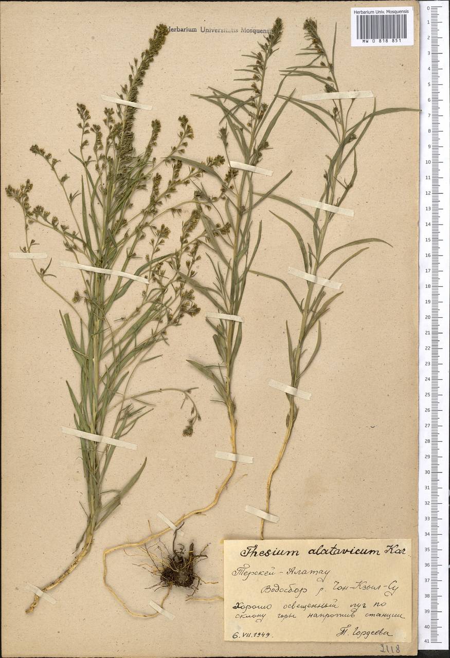 Ленец алатавский Kar. & Kir., Средняя Азия и Казахстан, Северный и Центральный Тянь-Шань (M4) (Киргизия)