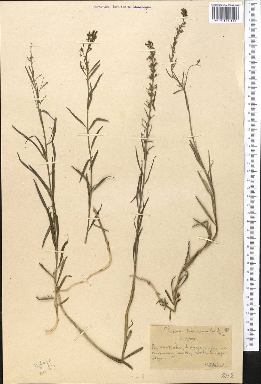 Ленец алатавский Kar. & Kir., Средняя Азия и Казахстан, Северный и Центральный Тянь-Шань (M4) (Казахстан)