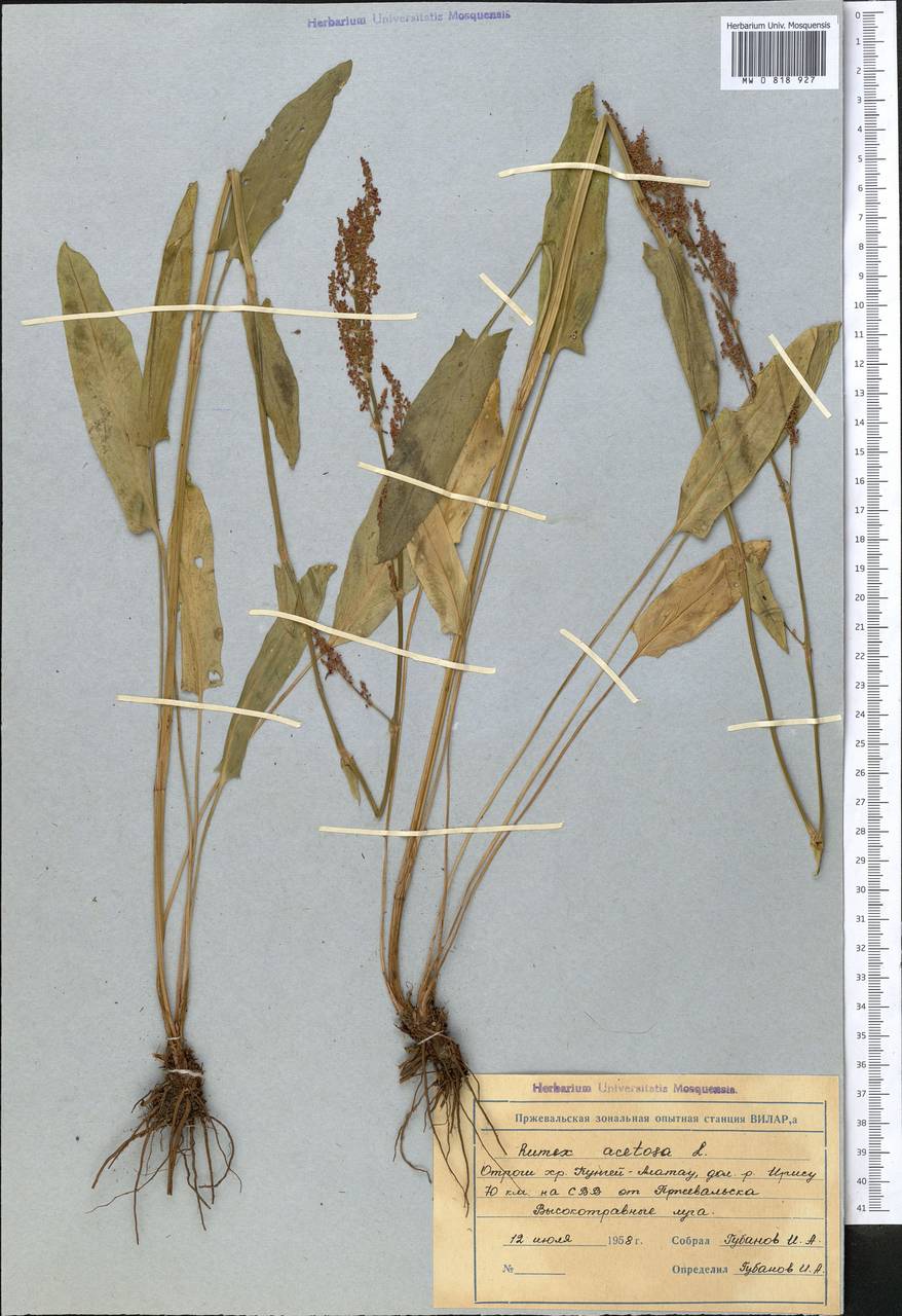 Rumex obtusifolius. Листики щавеля. Листья щавеля. Шпинат широколистный. Щавель полевой.