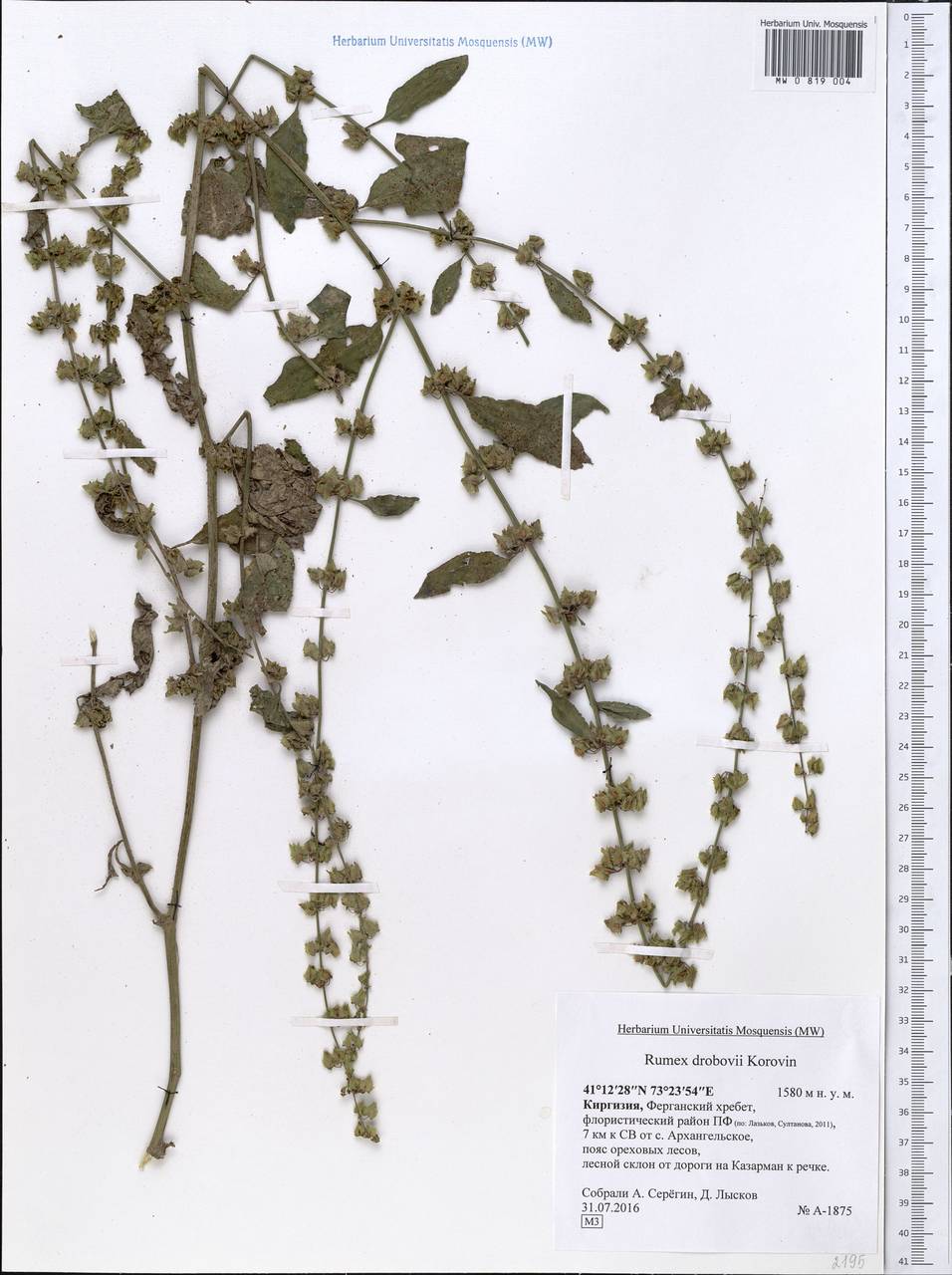 Щавель алеппский Mill., Средняя Азия и Казахстан, Западный Тянь-Шань и Каратау (M3) (Киргизия)