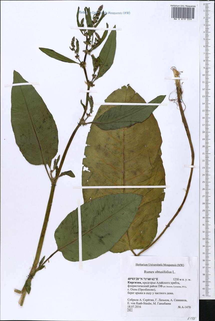 MW0819059, Rumex obtusifolius (Щавель туполистный), specimen