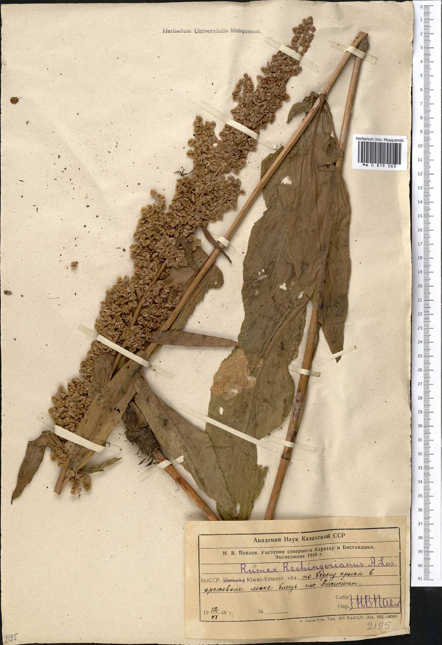 Rumex patientia subsp. tibeticus (Rech. fil.) Rech. fil., Средняя Азия и Казахстан, Западный Тянь-Шань и Каратау (M3) (Узбекистан)