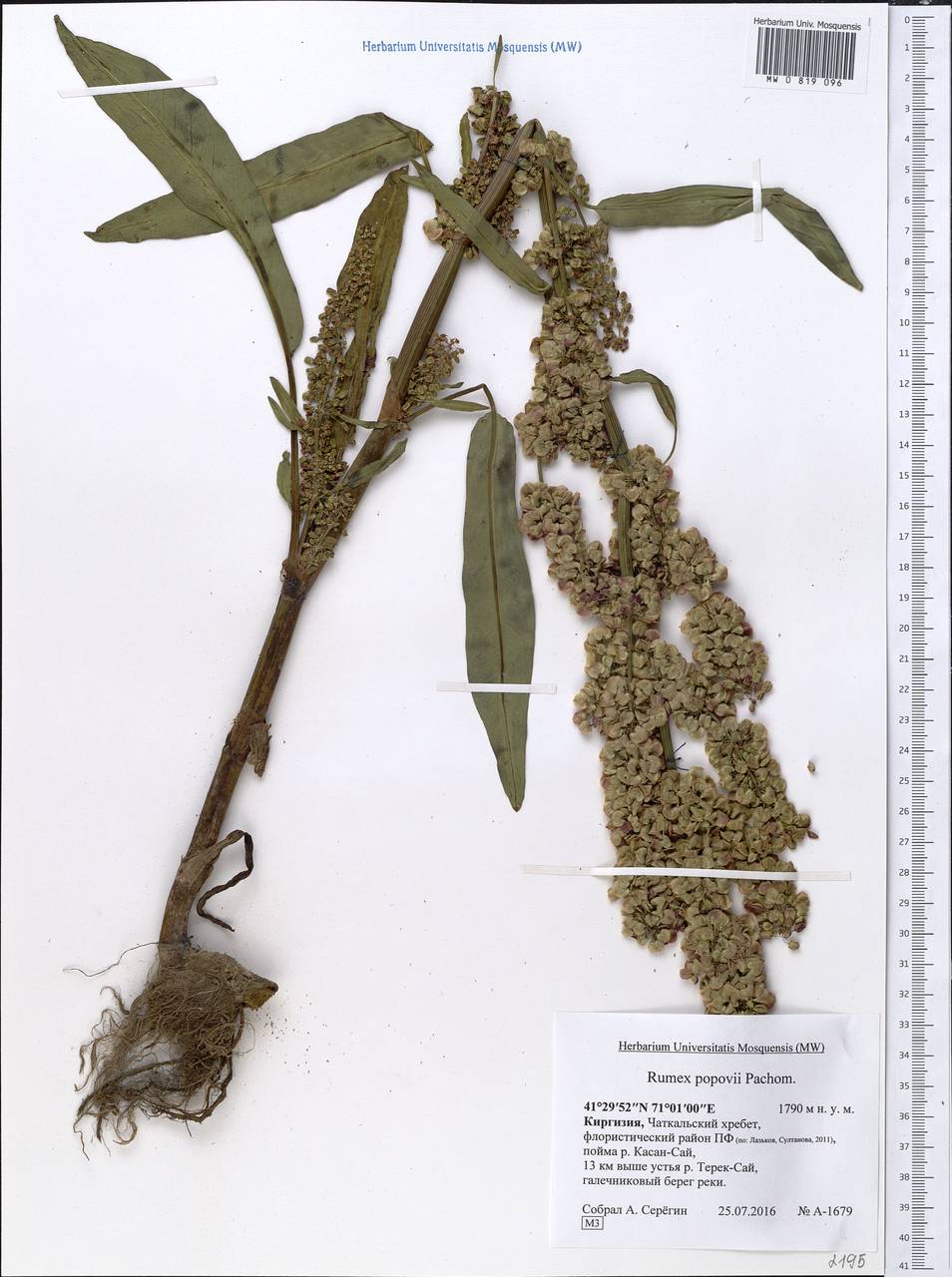 Rumex popovii Pachom., Средняя Азия и Казахстан, Западный Тянь-Шань и Каратау (M3) (Киргизия)