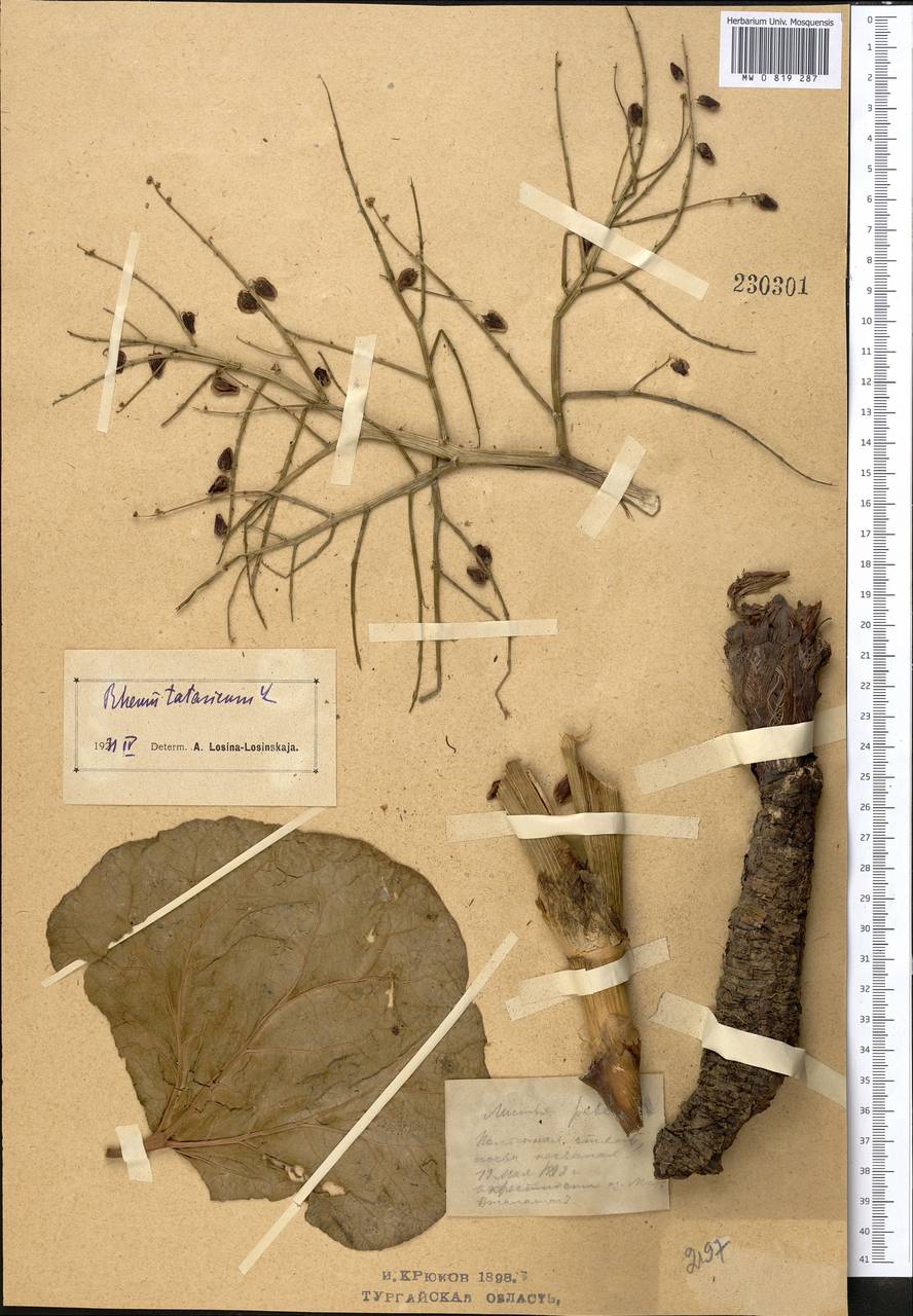 Ревень татарский L. fil., Средняя Азия и Казахстан, Северный и Центральный Казахстан (M10) (Казахстан)