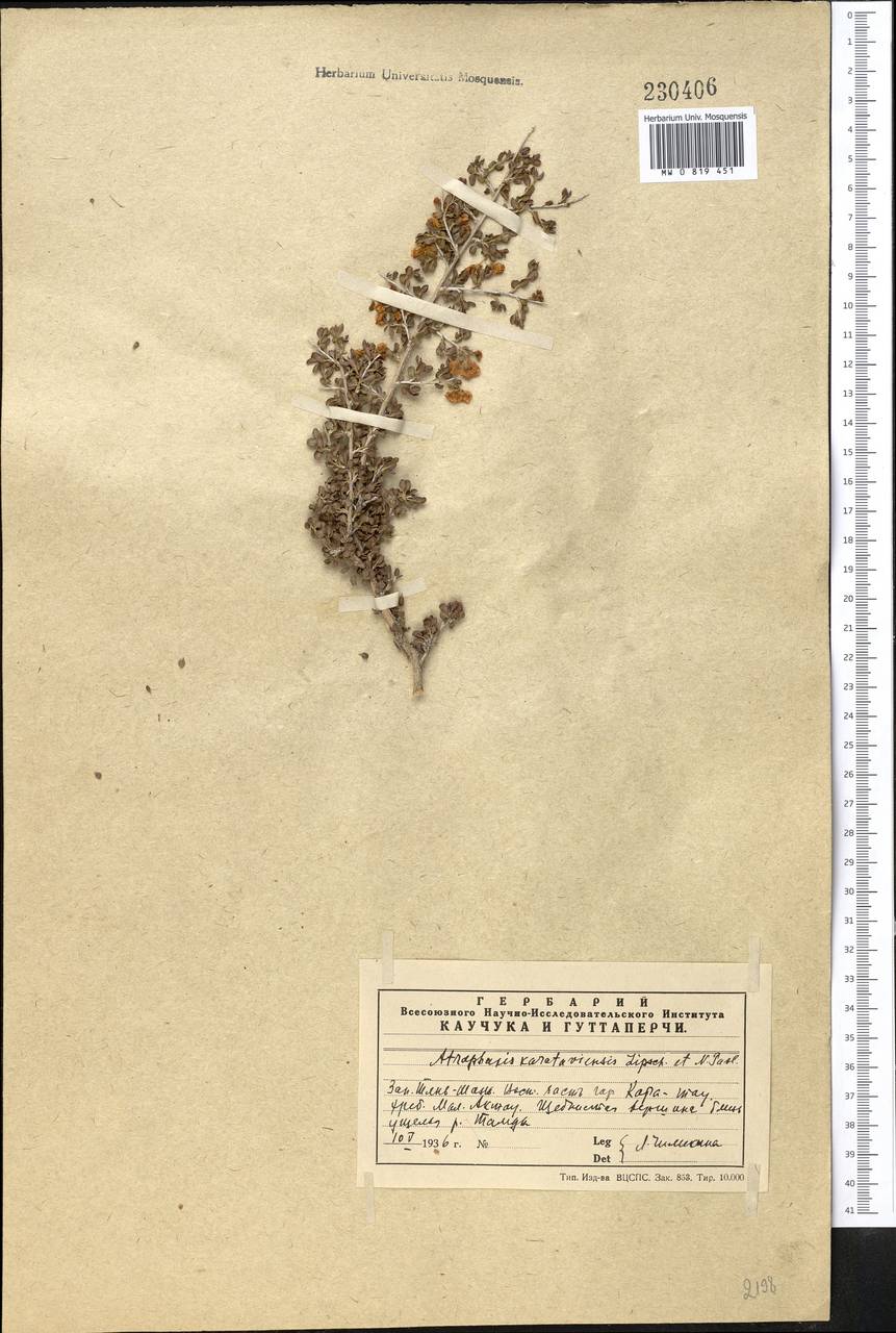 Курчавка каратавская Pavlov & Lipsch., Средняя Азия и Казахстан, Западный Тянь-Шань и Каратау (M3) (Казахстан)