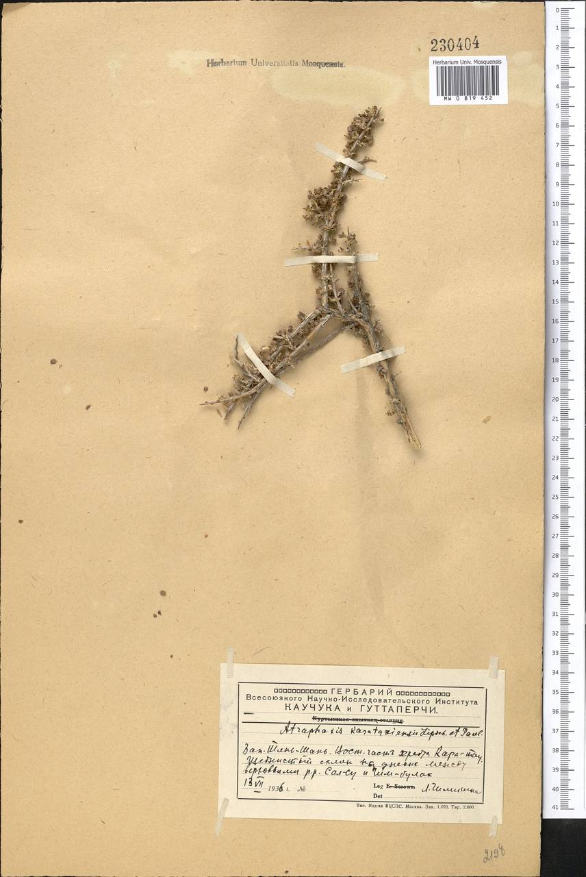 Курчавка каратавская Pavlov & Lipsch., Средняя Азия и Казахстан, Западный Тянь-Шань и Каратау (M3) (Казахстан)