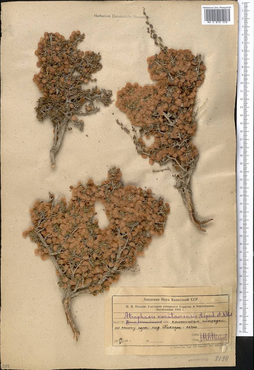 Курчавка каратавская Pavlov & Lipsch., Средняя Азия и Казахстан, Западный Тянь-Шань и Каратау (M3) (Казахстан)