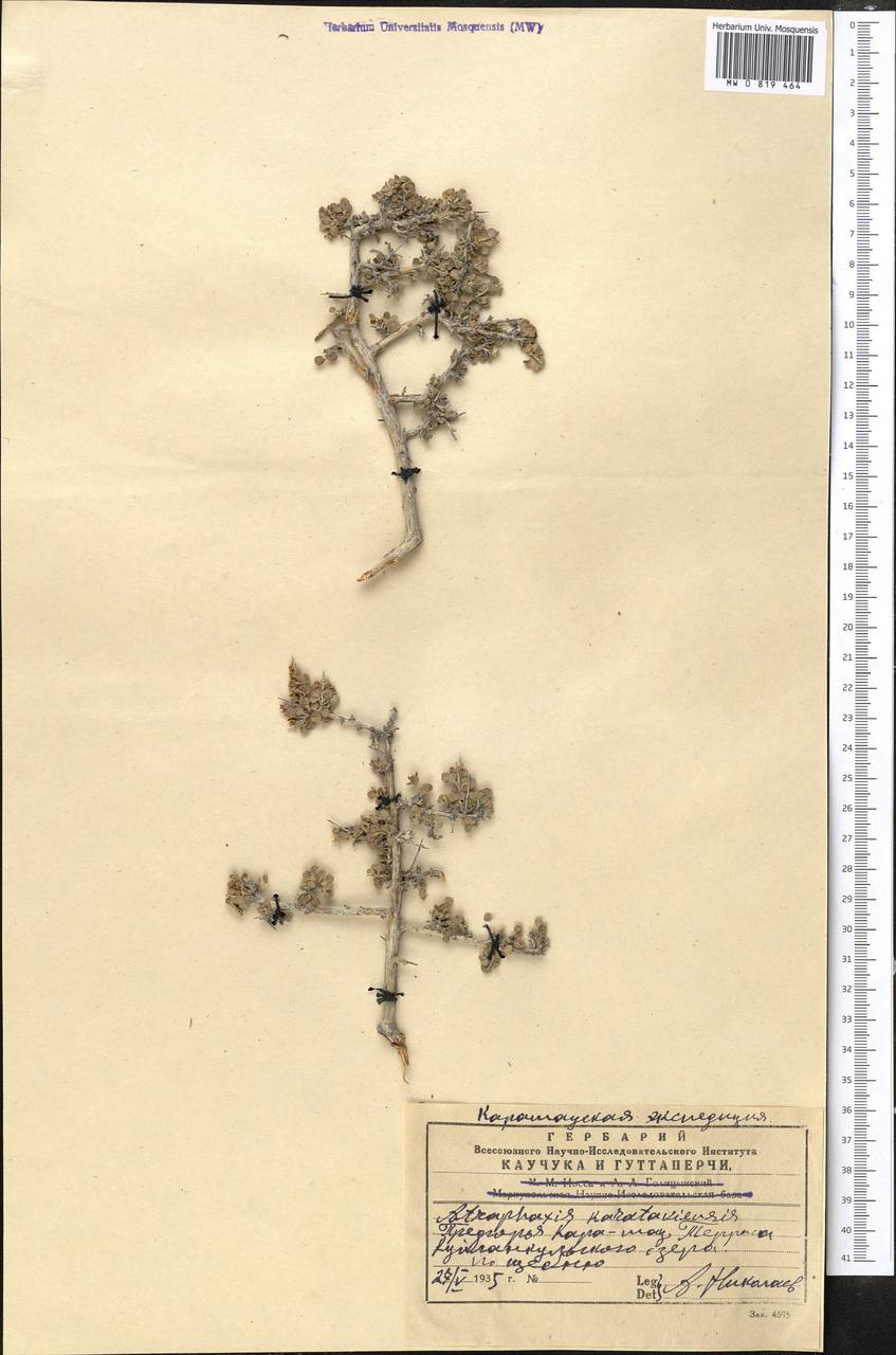 Курчавка каратавская Pavlov & Lipsch., Средняя Азия и Казахстан, Западный Тянь-Шань и Каратау (M3) (Казахстан)