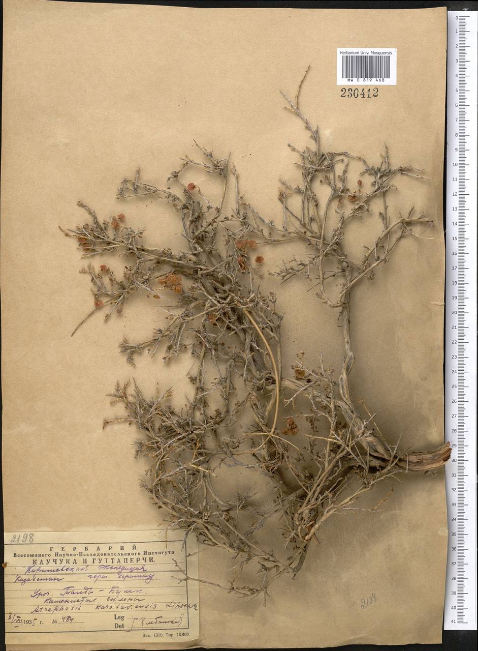 Курчавка каратавская Pavlov & Lipsch., Средняя Азия и Казахстан, Западный Тянь-Шань и Каратау (M3) (Казахстан)