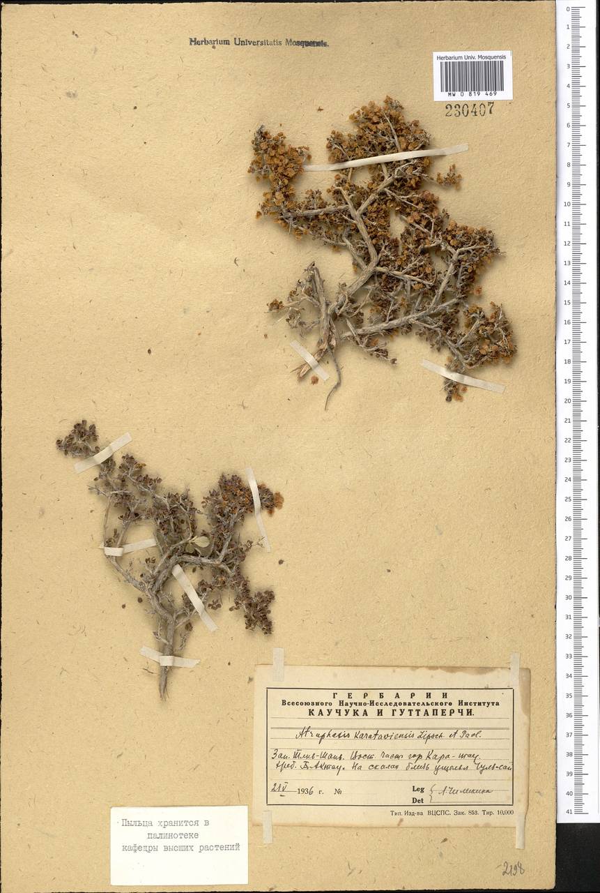Курчавка каратавская Pavlov & Lipsch., Средняя Азия и Казахстан, Западный Тянь-Шань и Каратау (M3) (Казахстан)