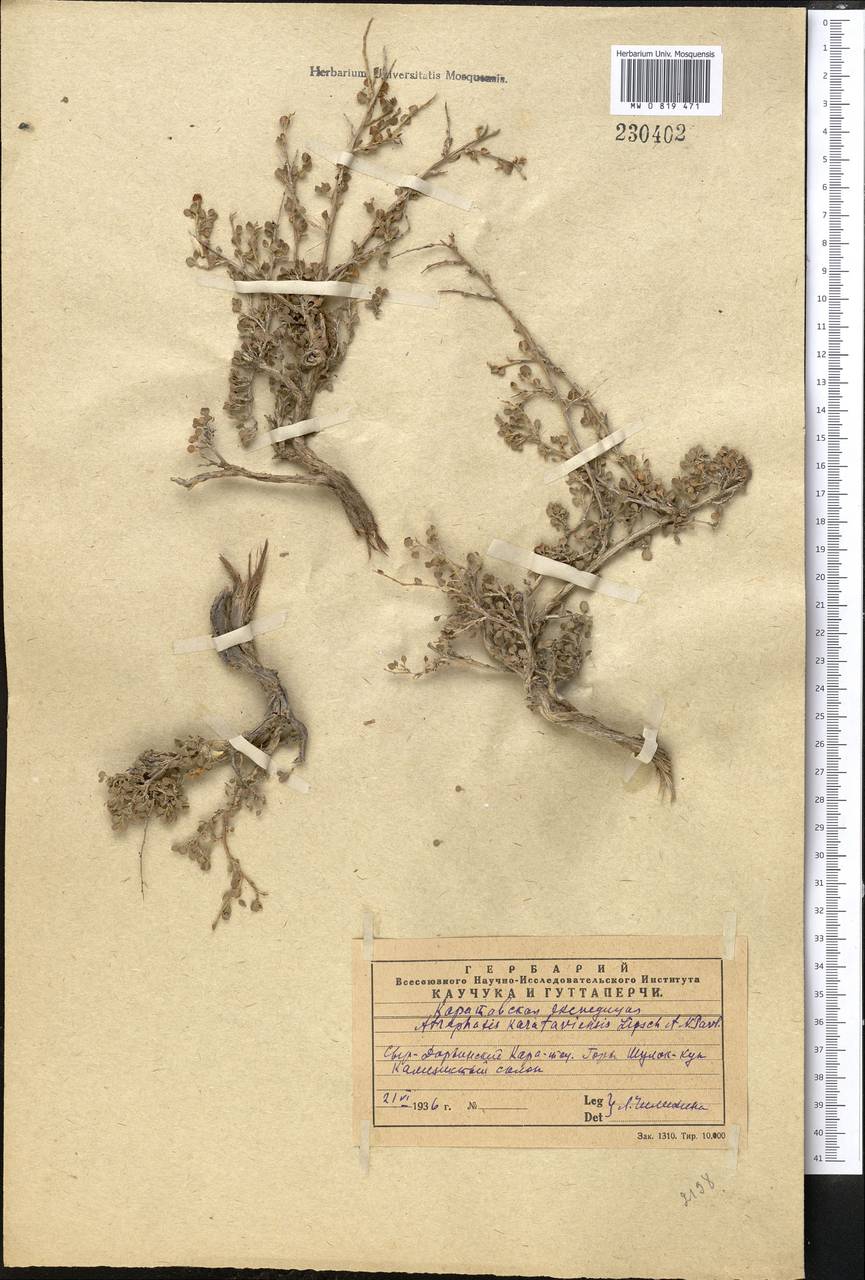 Курчавка каратавская Pavlov & Lipsch., Средняя Азия и Казахстан, Западный Тянь-Шань и Каратау (M3) (Казахстан)