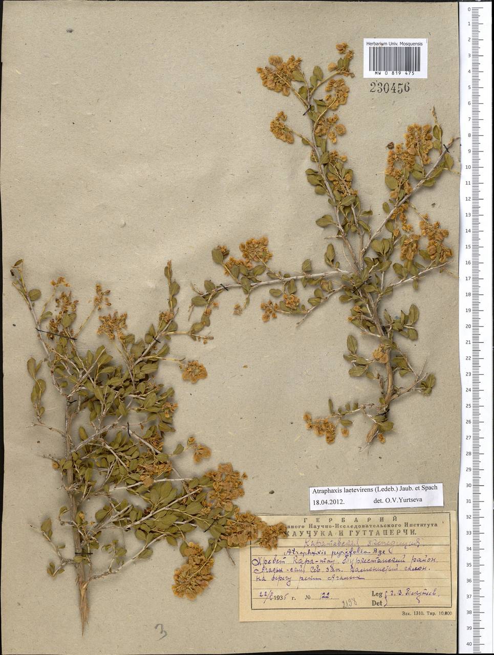 Курчавка ярко-зеленая (Ledeb.) Jaub. & Spach, Средняя Азия и Казахстан, Западный Тянь-Шань и Каратау (M3) (Казахстан)