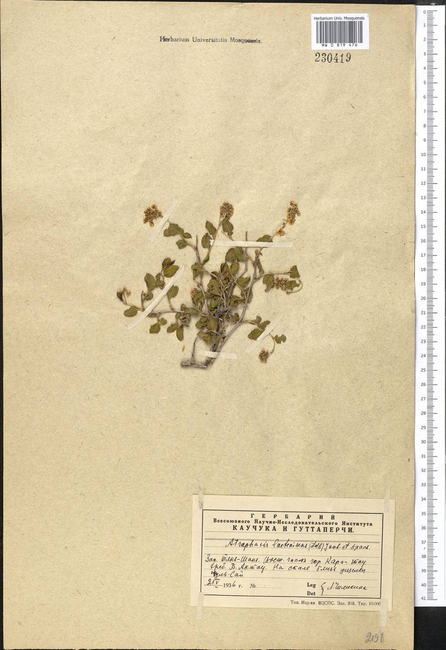 Курчавка ярко-зеленая (Ledeb.) Jaub. & Spach, Средняя Азия и Казахстан, Западный Тянь-Шань и Каратау (M3) (Казахстан)