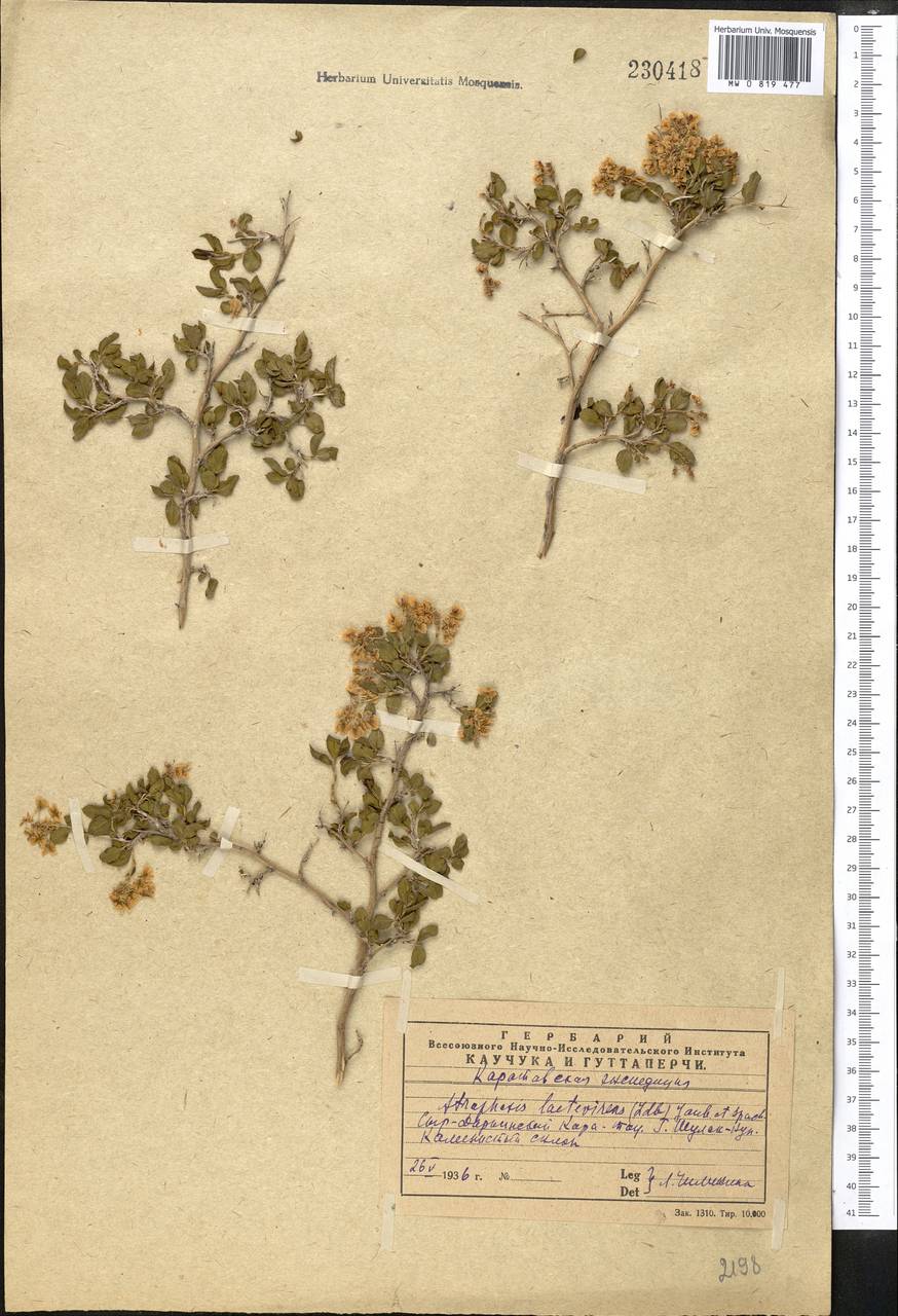 Курчавка ярко-зеленая (Ledeb.) Jaub. & Spach, Средняя Азия и Казахстан, Западный Тянь-Шань и Каратау (M3) (Казахстан)