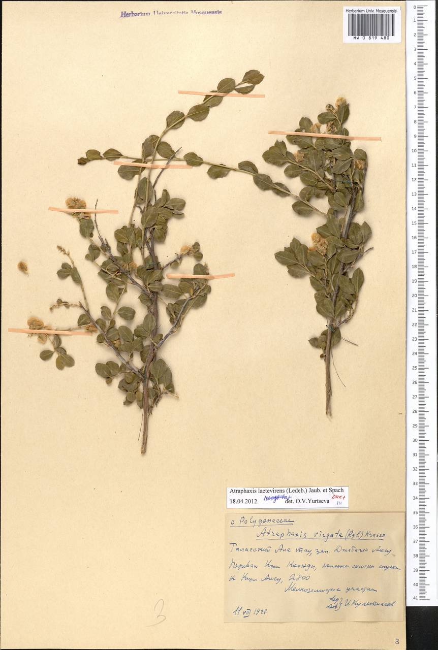 Курчавка ярко-зеленая (Ledeb.) Jaub. & Spach, Средняя Азия и Казахстан, Западный Тянь-Шань и Каратау (M3) (Казахстан)