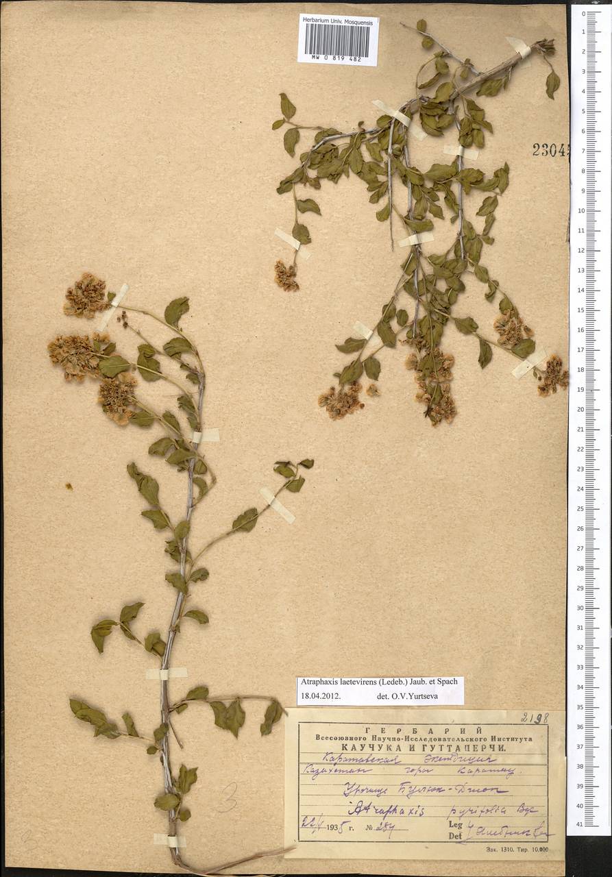 Курчавка ярко-зеленая (Ledeb.) Jaub. & Spach, Средняя Азия и Казахстан, Западный Тянь-Шань и Каратау (M3) (Казахстан)