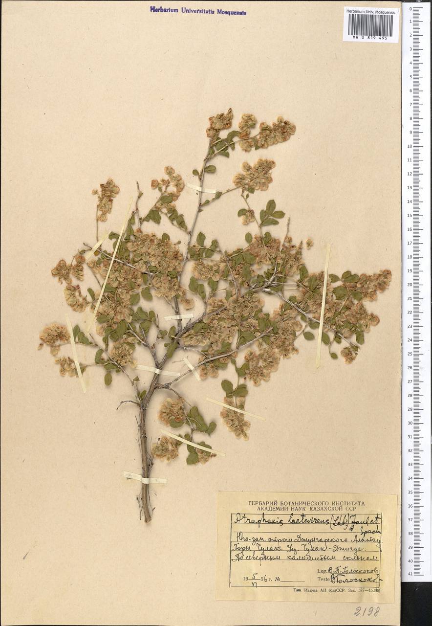 Курчавка ярко-зеленая (Ledeb.) Jaub. & Spach, Средняя Азия и Казахстан, Джунгарский Алатау и Тарбагатай (M5) (Казахстан)