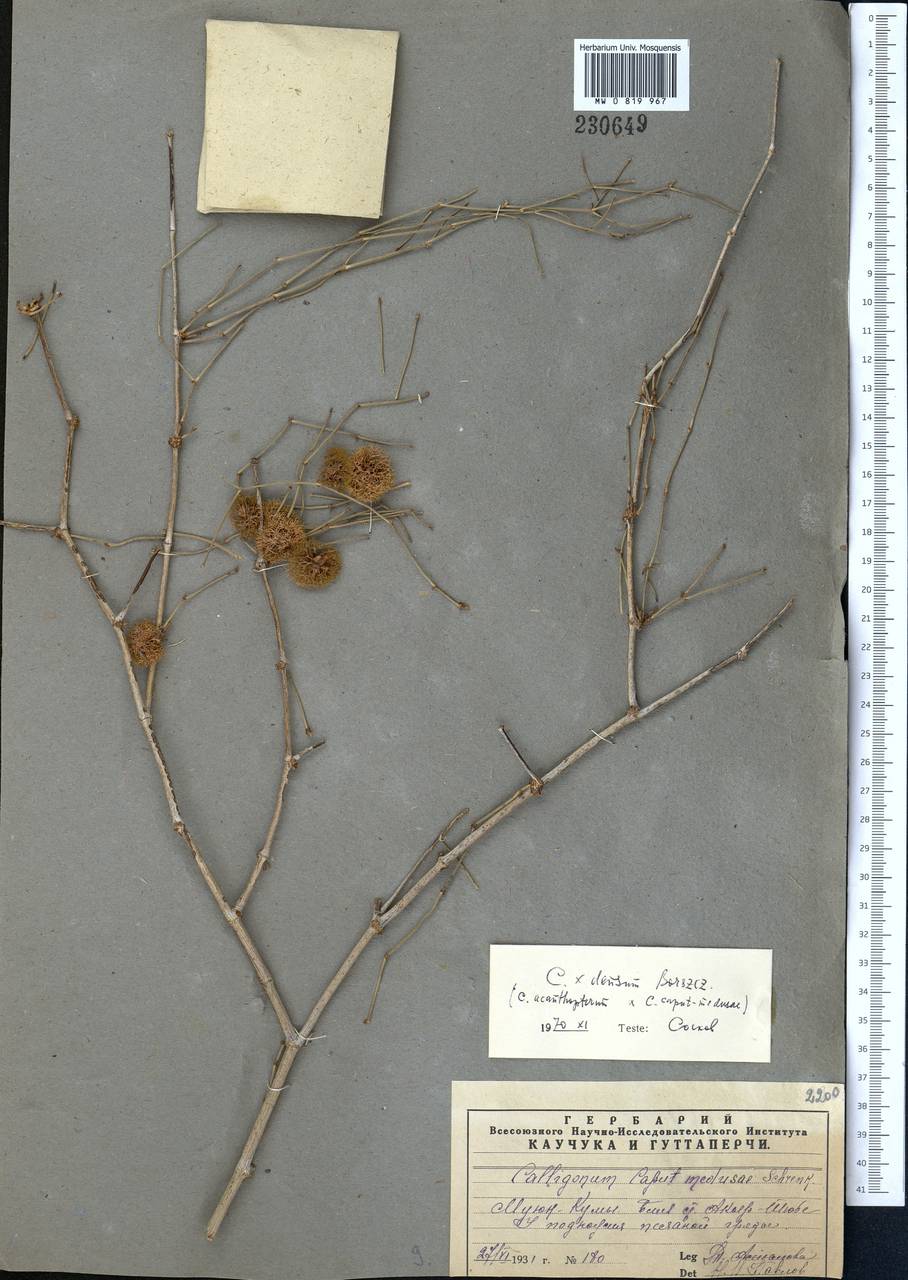 Джузгун густой I. G. Borshch., Средняя Азия и Казахстан, Муюнкумы, Прибалхашье и Бетпак-Дала (M9) (Казахстан)