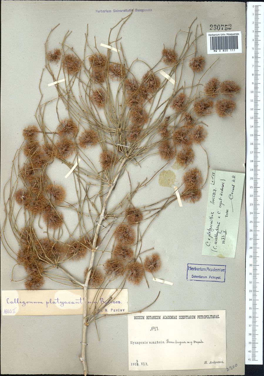 Джузгун плоскощетинковый I. G. Borshch., Средняя Азия и Казахстан, Каракумы (M6) (Туркмения)