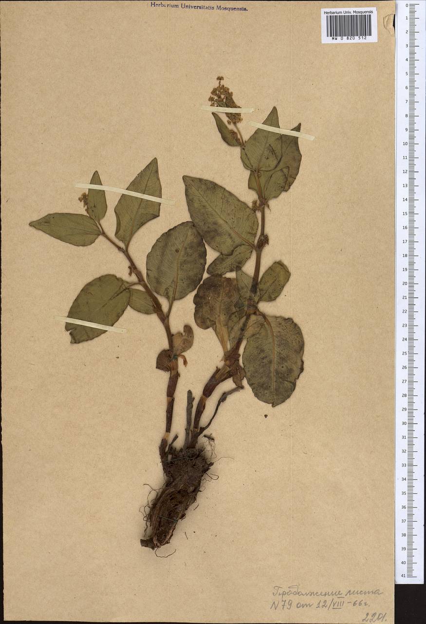 Кенигия гиссарская (Popov), Средняя Азия и Казахстан, Западный Тянь-Шань и Каратау (M3) (Казахстан)