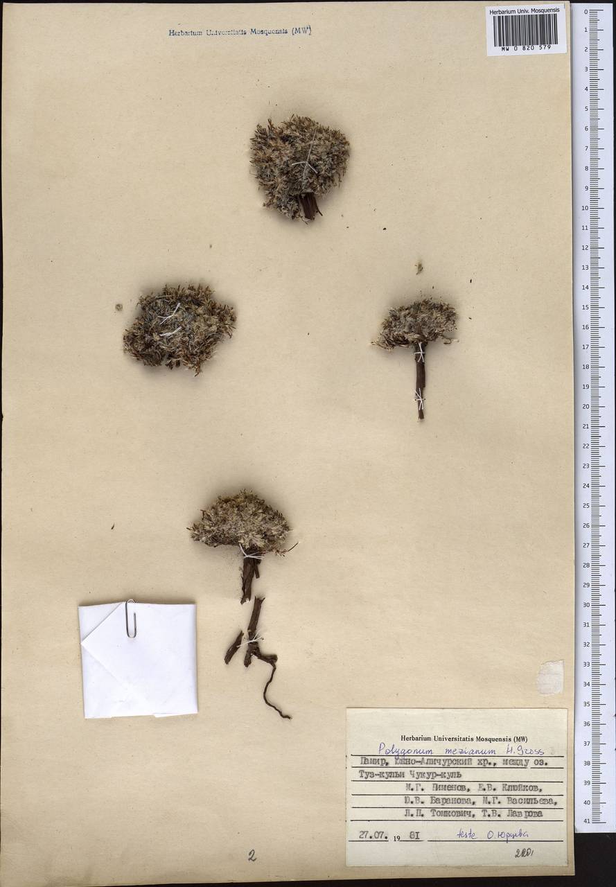 Спорыш Меца H. Gross, Средняя Азия и Казахстан, Памир и Памиро-Алай (M2) (Таджикистан)