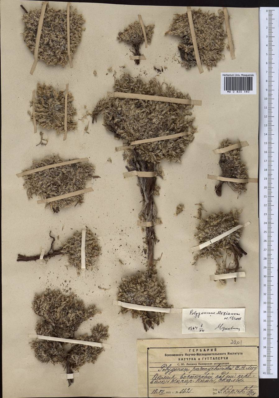 Спорыш Меца H. Gross, Средняя Азия и Казахстан, Памир и Памиро-Алай (M2) (Таджикистан)