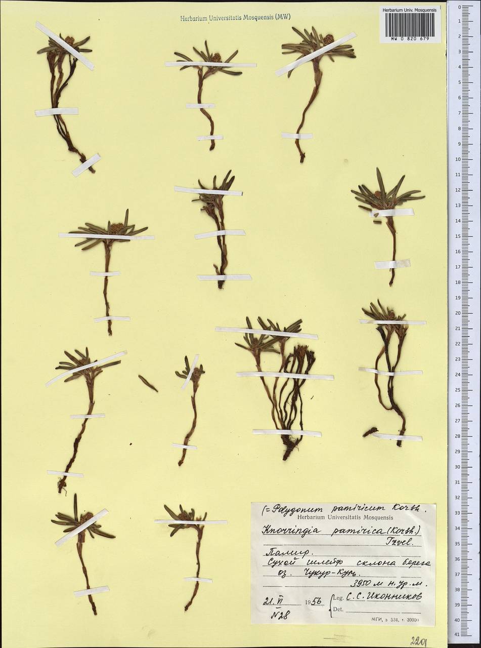 Knorringia sibirica subsp. thomsonii (Meisn.) S. P. Hong, Средняя Азия и Казахстан, Памир и Памиро-Алай (M2) (Таджикистан)