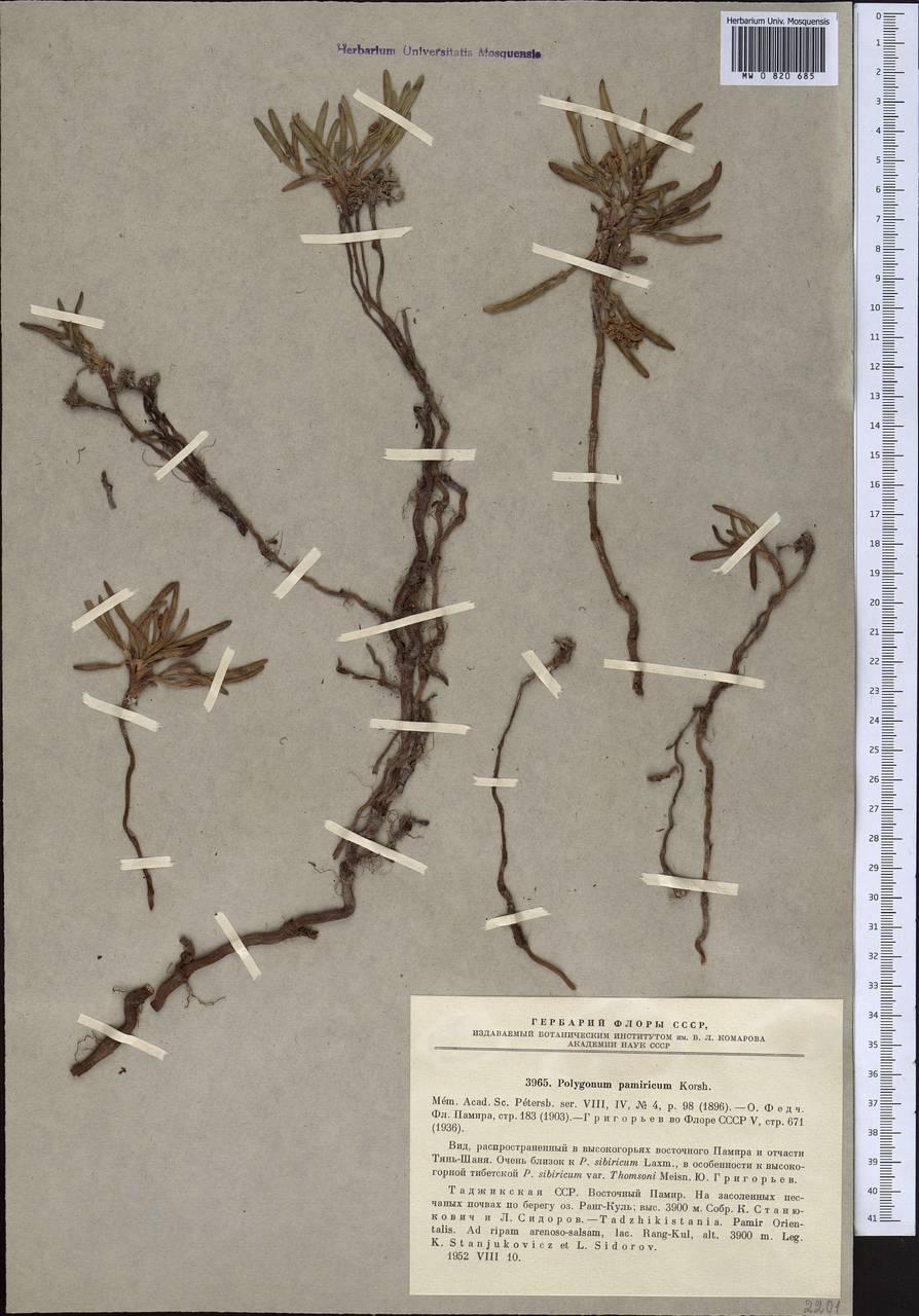 Knorringia sibirica subsp. thomsonii (Meisn.) S. P. Hong, Средняя Азия и Казахстан, Памир и Памиро-Алай (M2) (Таджикистан)