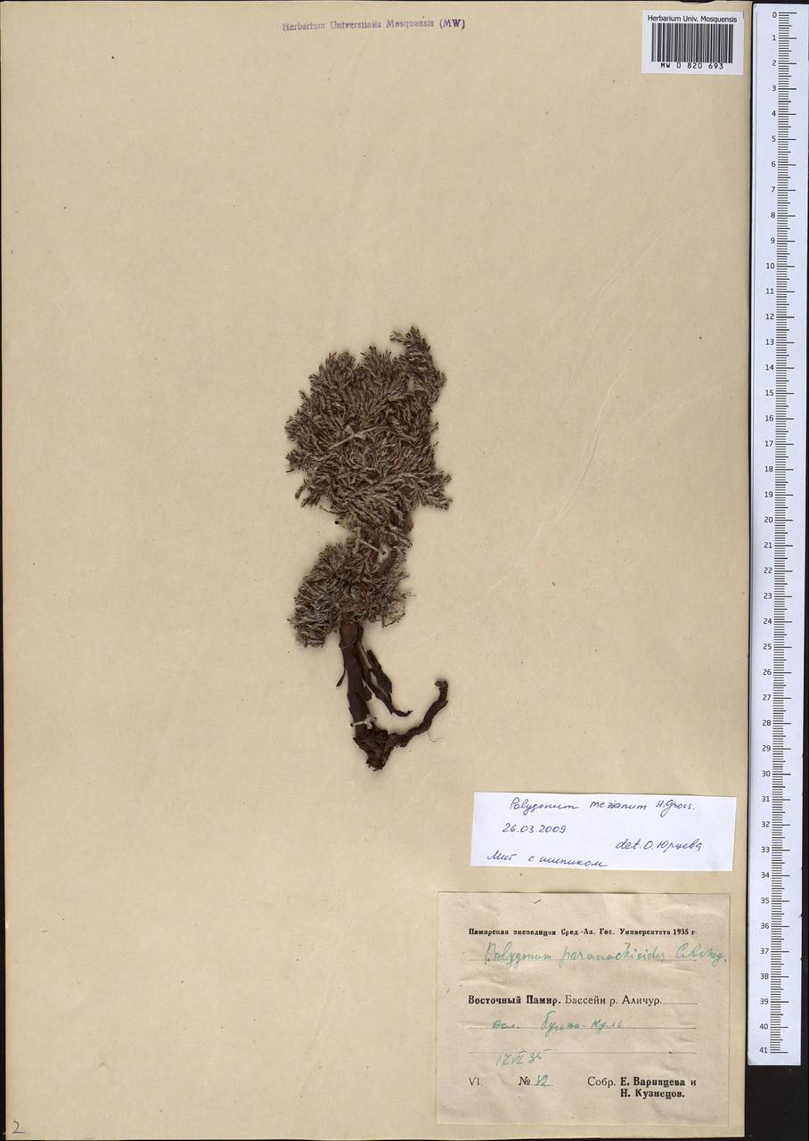 Спорыш Меца H. Gross, Средняя Азия и Казахстан, Памир и Памиро-Алай (M2) (Таджикистан)