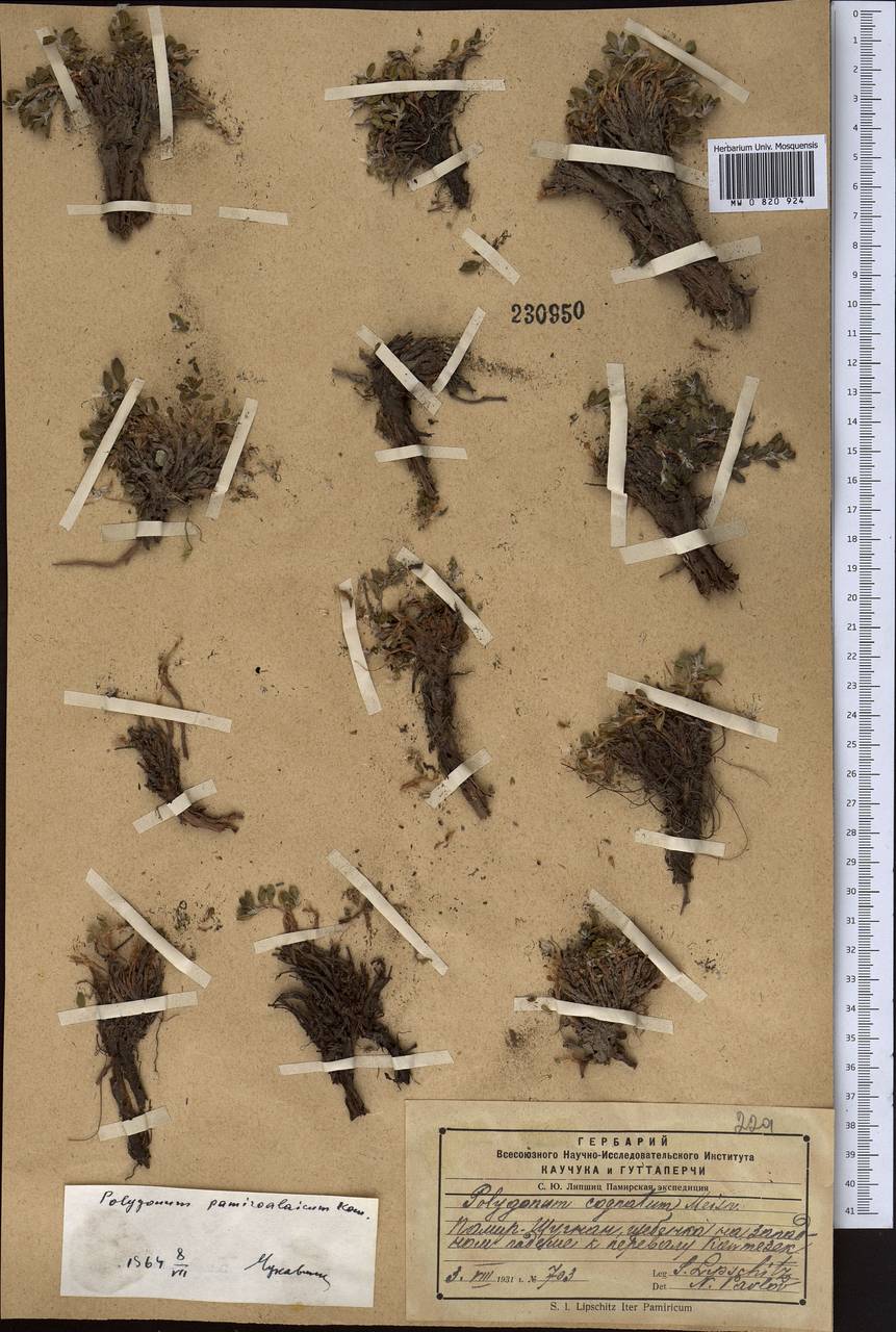 Polygonum cognatum var. serpyllaceum (Jaub. & Spach) Yurtseva, Средняя Азия и Казахстан, Памир и Памиро-Алай (M2) (Таджикистан)