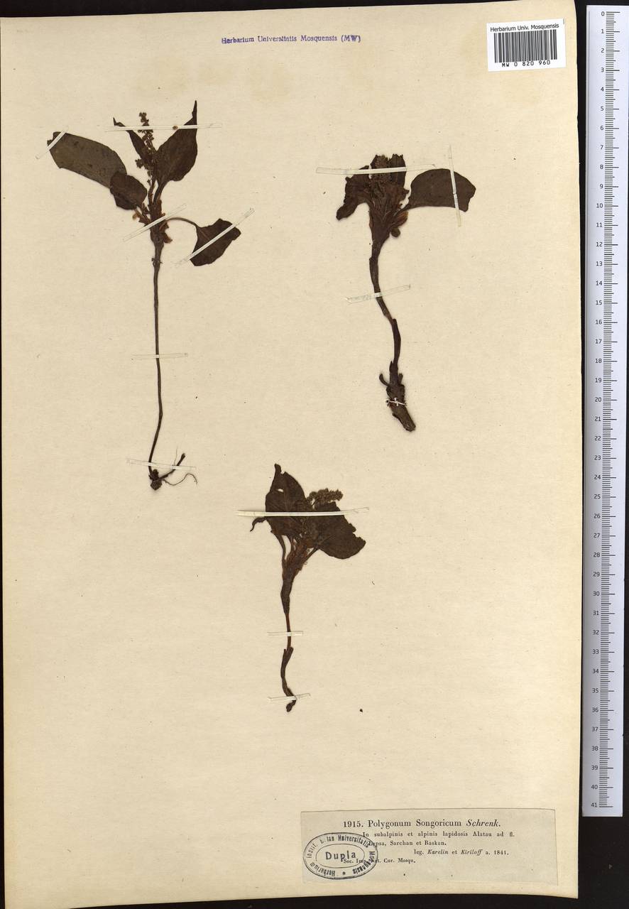 Koenigia songarica (Schrenk) T. M. Schust. & Reveal, Средняя Азия и Казахстан, Джунгарский Алатау и Тарбагатай (M5) (Казахстан)