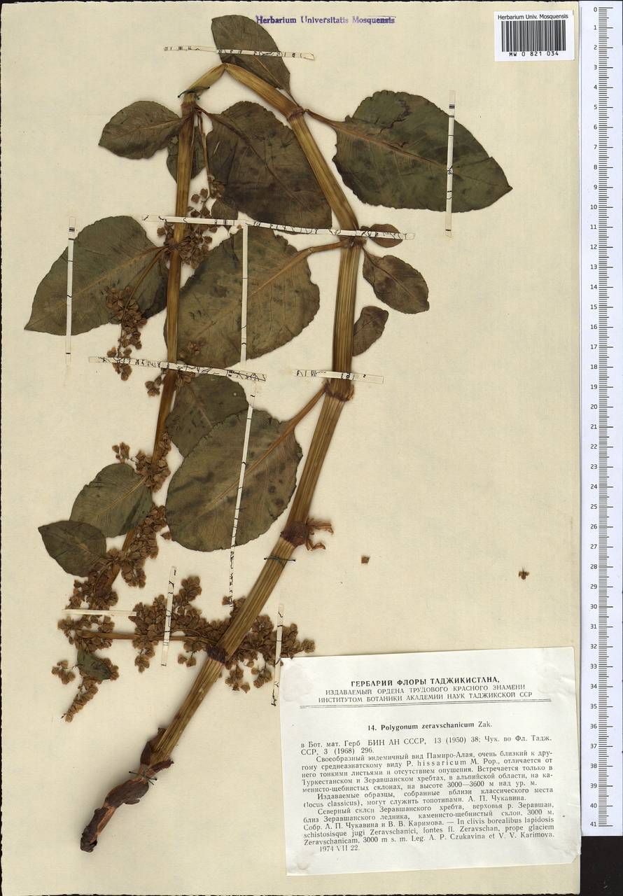 Koenigia zaravschanica (Zakirov), Средняя Азия и Казахстан, Памир и Памиро-Алай (M2) (Таджикистан)