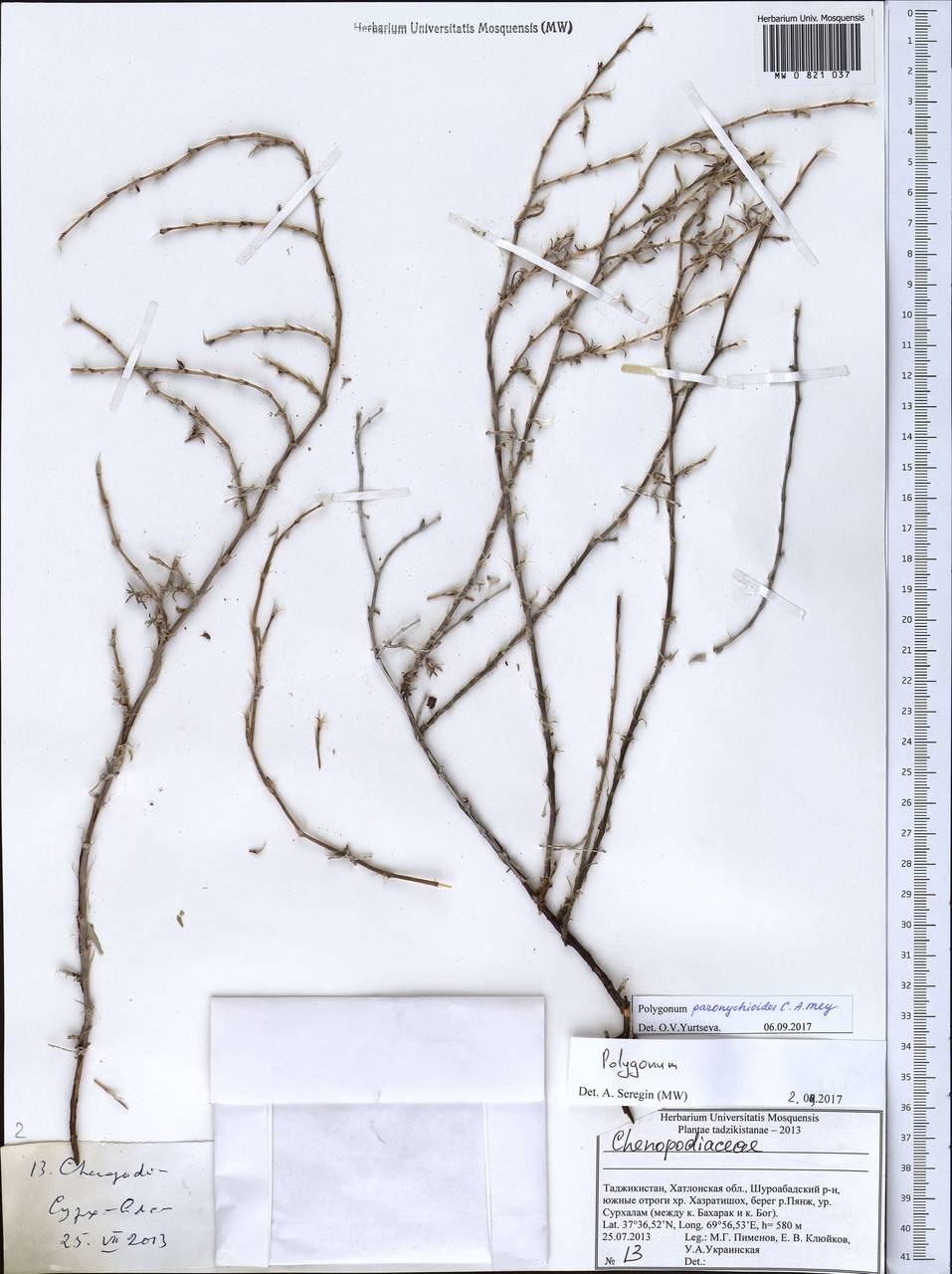 Спорыш приноготовниковидный C. A. Mey., Средняя Азия и Казахстан, Памир и Памиро-Алай (M2) (Таджикистан)