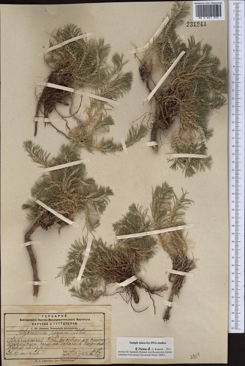 Хруплявник многолетний Litv., Средняя Азия и Казахстан, Памир и Памиро-Алай (M2) (Киргизия)