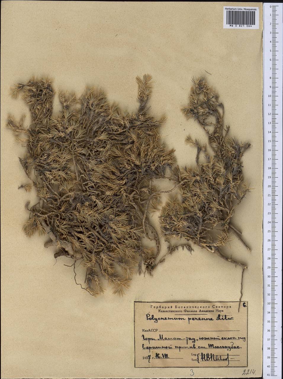 Хруплявник многолетний Litv., Средняя Азия и Казахстан, Западный Тянь-Шань и Каратау (M3) (Казахстан)