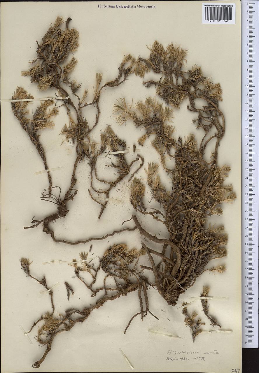 Хруплявник многолетний Litv., Средняя Азия и Казахстан, Западный Тянь-Шань и Каратау (M3) (Неизвестно)