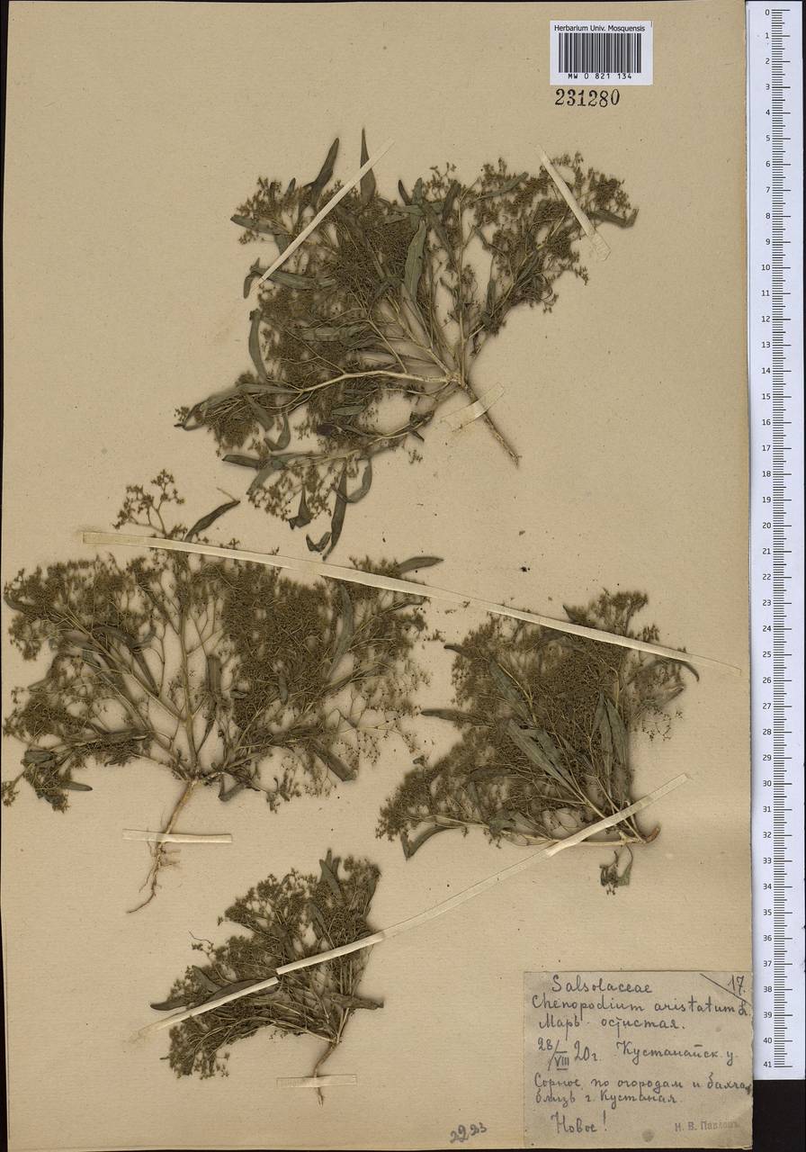 MW0821134, Teloxys aristata (Телоксис остистый), specimen