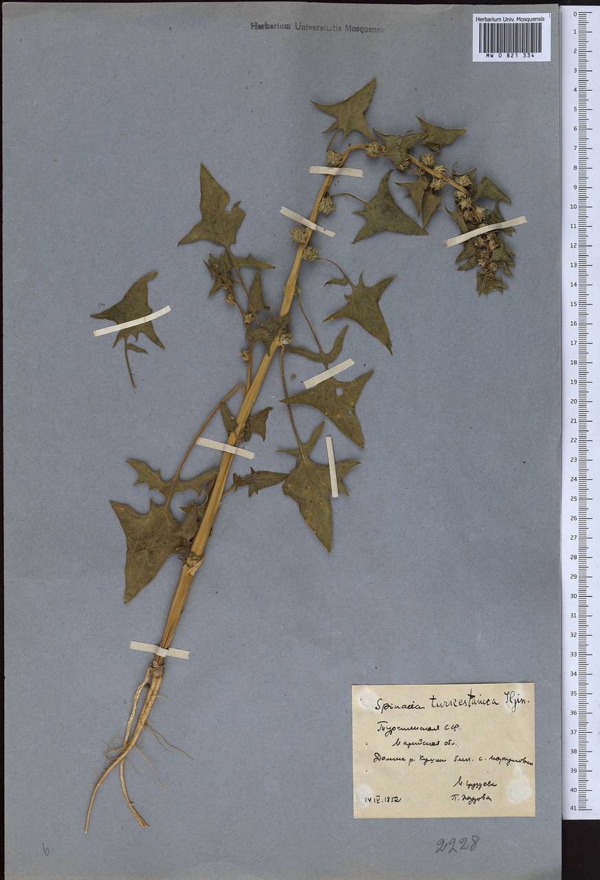 Spinacia oleracea subsp. turkestanica (Iljin) Del Guacchio & P. Caputo, Средняя Азия и Казахстан, Каракумы (M6) (Туркмения)